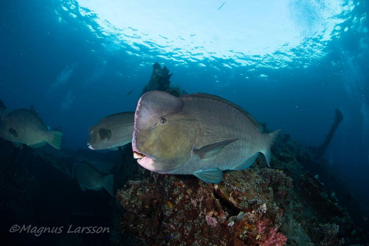 Bali Dive Resort Amed מראה חיצוני תמונה