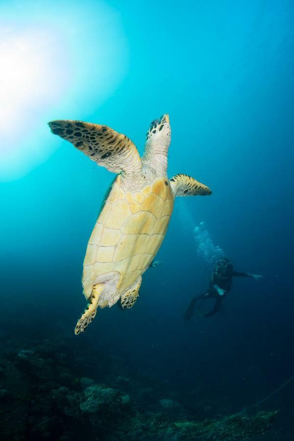 Bali Dive Resort Amed מראה חיצוני תמונה
