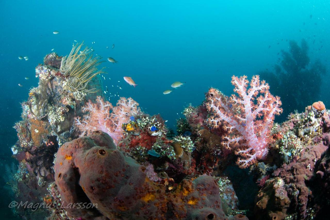 Bali Dive Resort Amed מראה חיצוני תמונה